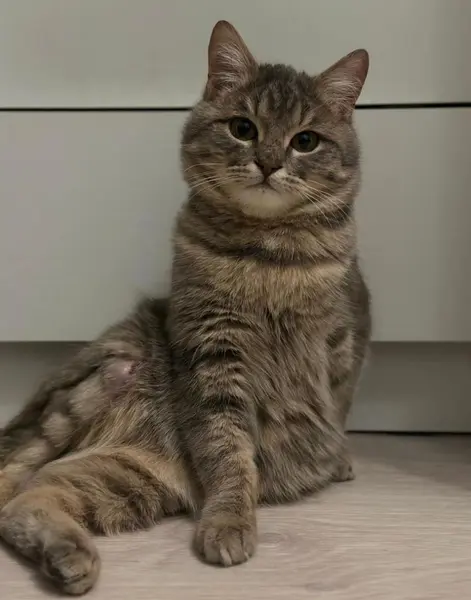 Описание изображения