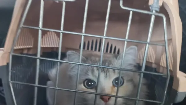 Описание изображения