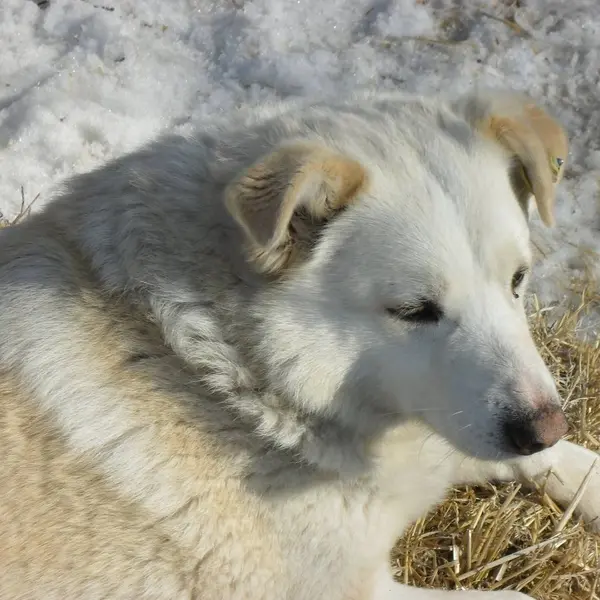 Описание изображения