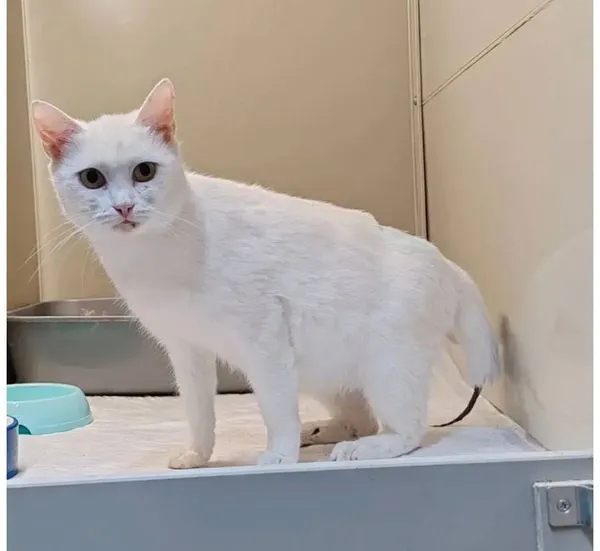 Описание изображения