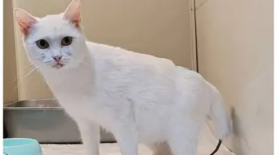 Обложка сбора