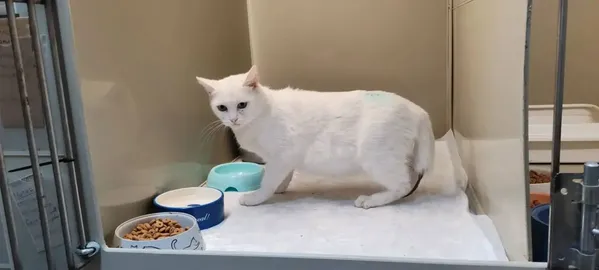 Описание изображения