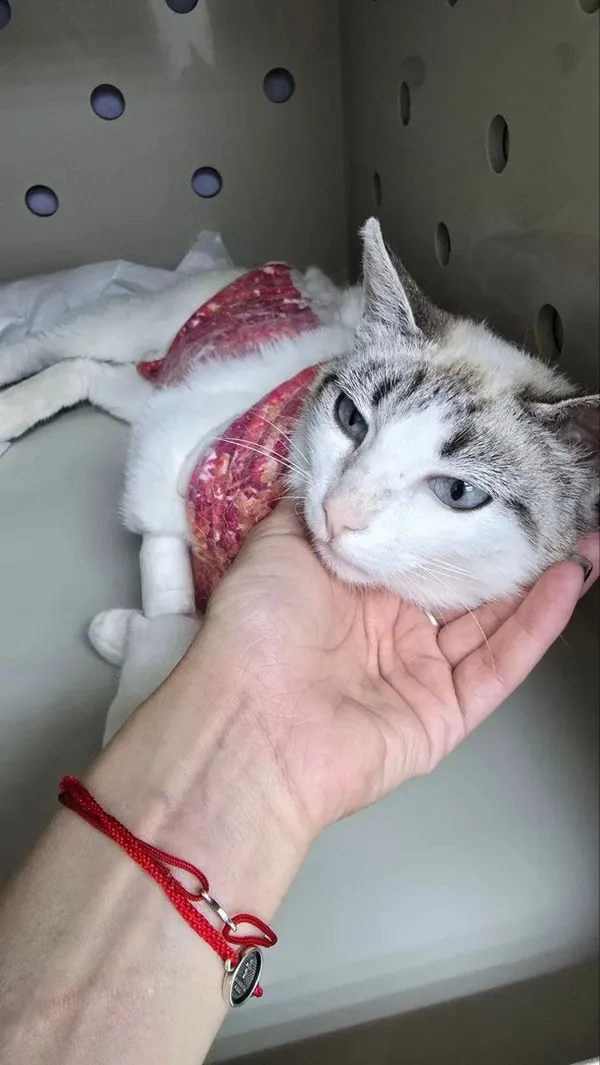 Описание изображения