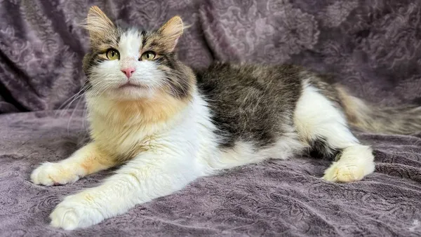 Image description