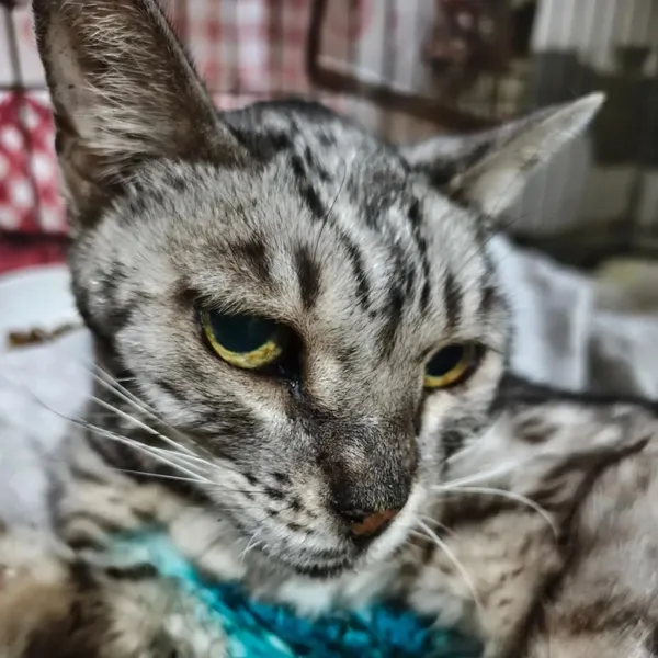 Описание изображения