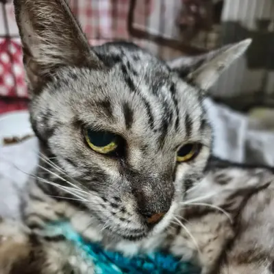 Обложка сбора