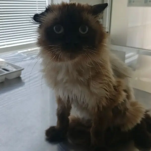 Описание изображения