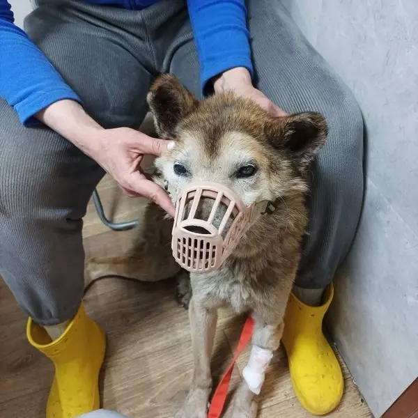 Описание изображения