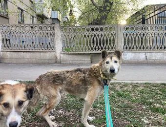 Помогите слепому бездомному псу Гефесту восстановить здоровье