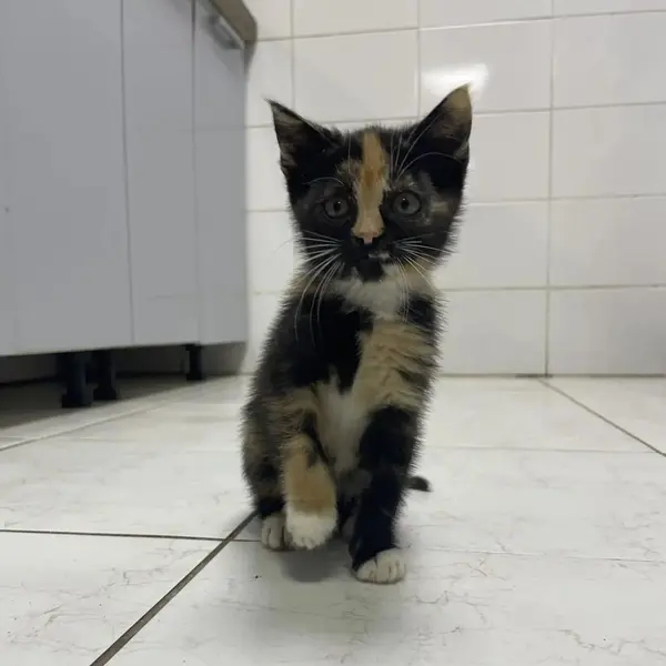Описание изображения