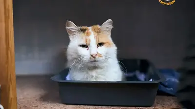Обложка сбора