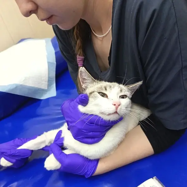 Описание изображения