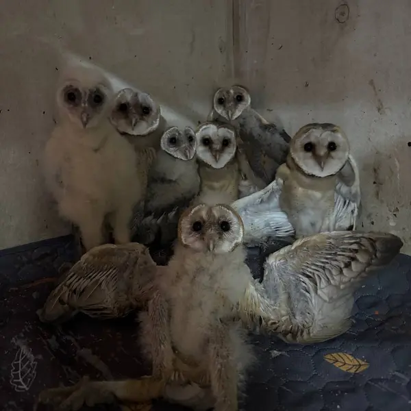 Описание изображения