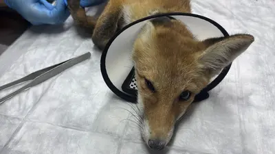 Обложка сбора