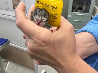 Крохе-котёнку нужны лекарства и питание — помогите выжить