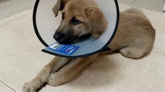 Щенок Майло попал под машину — нужны две операции
