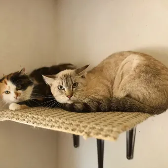 Помощь тревожным котам