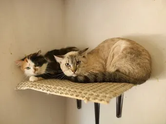 Помощь тревожным котам