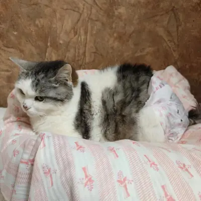 Обложка сбора