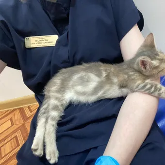 Котёнку Вере нужно лечение, чтобы увидеть мир — помогите!
