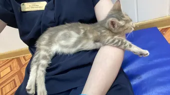 Котёнку Вере нужно лечение, чтобы увидеть мир — помогите!