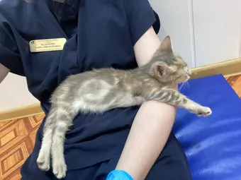 Котёнку Вере нужны средства на восстановление зрения