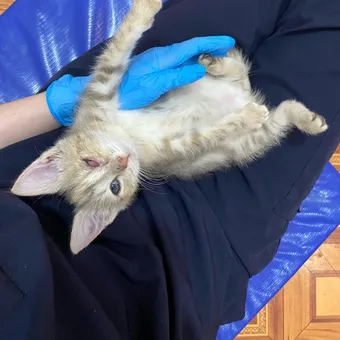 Котёнку Вере нужны средства на восстановление зрения