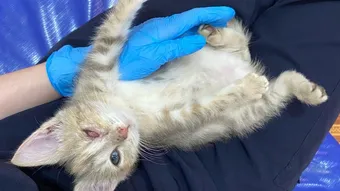 Котёнку Вере нужны средства на восстановление зрения