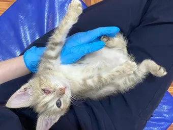 Котёнку Вере нужны средства на восстановление зрения