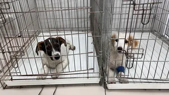 Щенки Тайсон и Питт борются с энтеритом, помогите им вылечиться
