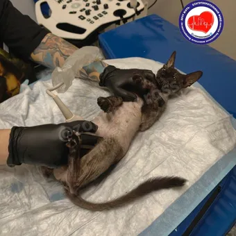 Ношпе нужно лечение и покой — помогите кошке, пожалуйста