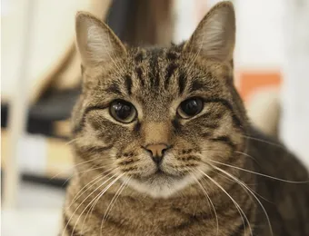 Баку — кот-личность из приюта, подарите ему уют и корм