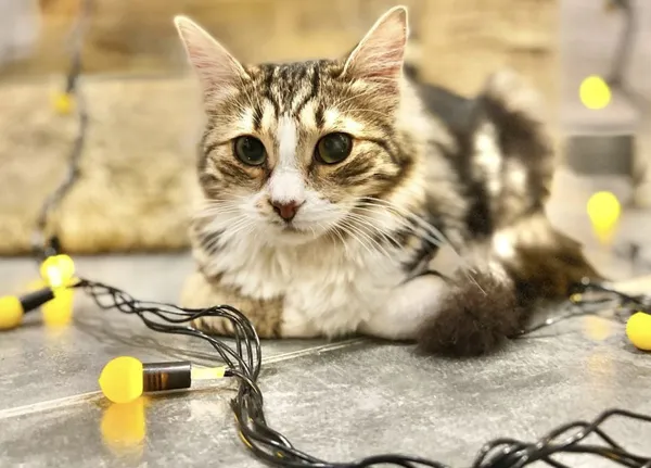 Image description
