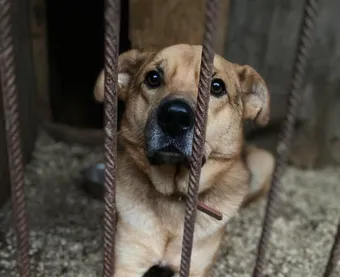 Пёс Участковый ждёт своего хозяина