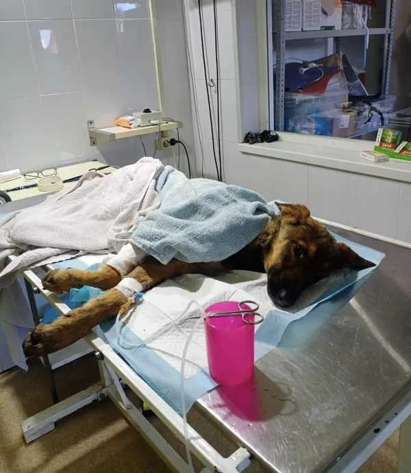 Описание изображения