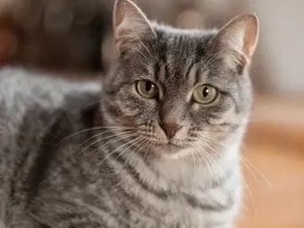 Поддержите Китти — кошечку, которая ждёт дом в приюте