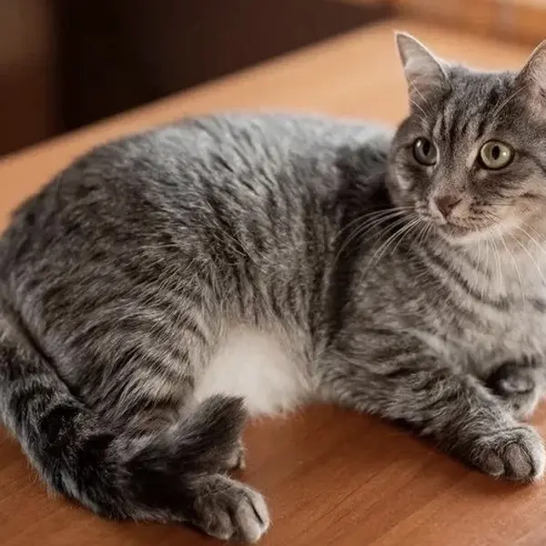 Описание изображения