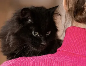 Жизнь Доси под угрозой: кошка перенесла операцию, но ей предстоит новое сложное лечение