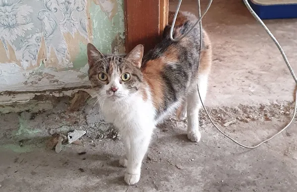 Описание изображения