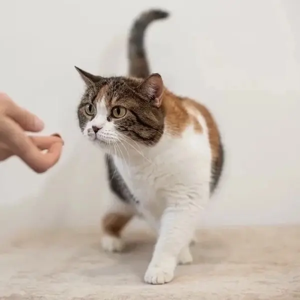 Описание изображения