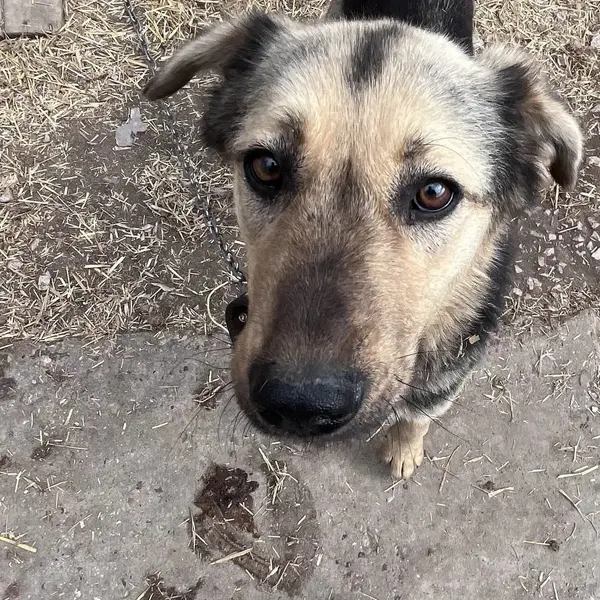 Описание изображения