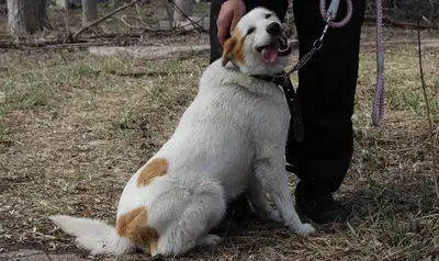 Обложка сбора