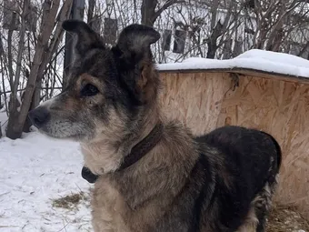 Пожертвование — шанс подарить Зине безопасность и сытость