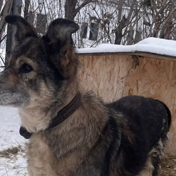 Описание изображения