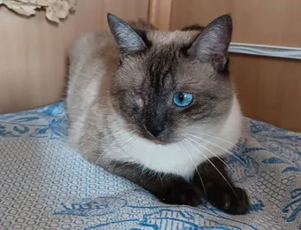 Приюту нужно больше корма для кошки Баси, чтобы она была здорова