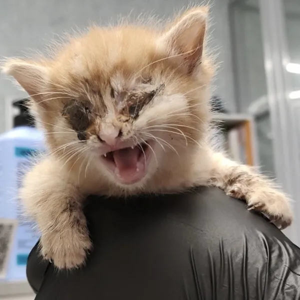 Image description