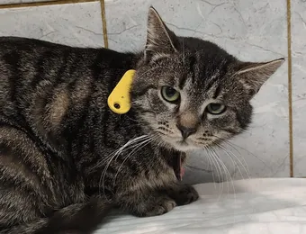 Коту Бобби Брауну нужно обследование и операция. Пожалуйста, помогите