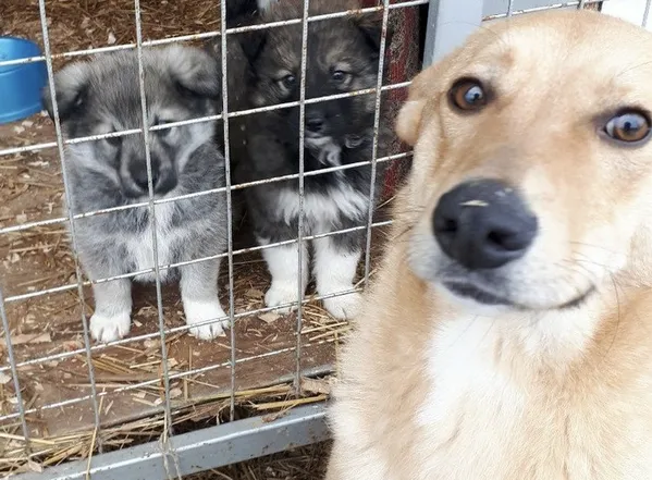 Описание изображения