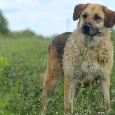 Обложка сбора