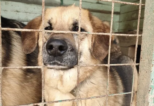 Описание изображения